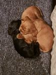 Eng Cocker Spaniel valpar