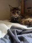 Tillgiven Maine Coon 