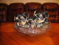 Renrasig valp Yorkshireterrier!