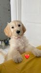 Goldendoodle valpar 