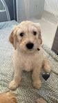 Goldendoodle valpar 