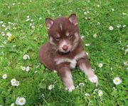 Pomsky valpar (Pomeranian x Husky)