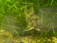 lekgrupp corydoras Paleatus 