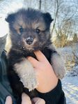 Finsk lapphund valpar