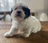 shih tzu/ malteser mix ( maltishu)