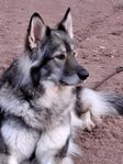 wolfdog/ schäfer 