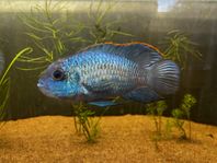 Electric blue acara,Guldbarb och mer