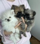 Pomeranian valp