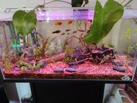 Akvarium 54L