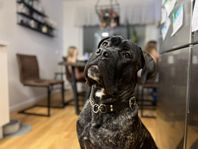 cane corso