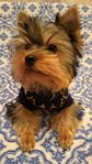 Yorkshireterrier valp!