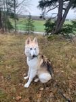 Blandras: Schäfer, Husky, Malamute m.m