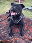 Staffordshire Bullterrier 