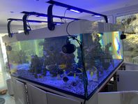 Saltvatten kub akvarium ca. 2200 liter 170x170x70cm optiwith