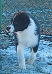 Australian Shepherd