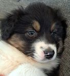 Australian Shepherd