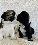 Shih-tzu SKK-reg. valpar med stamtavla 