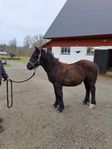 nordsvensk hingst