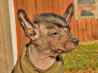 Xoloitzcuintle-valpar!