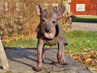 Xoloitzcuintle-valpar!