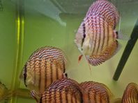 discus 