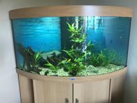 Jewel Trigon 350 hörnakvarium