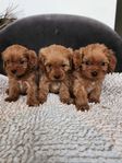 Cavapoo