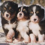 Underbara Australian Shepherd 