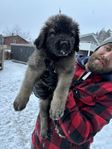 Leonberger valp hane skk reg m. stamtavla