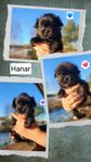 Tibetansk spaniel skk 