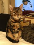 bengalkatt