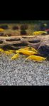 Neocaridina Räkor Ultra Gold/Yellow Golden Back