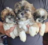 6 shih-tzu valpar 