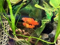 Platy - Red Wegtail