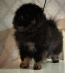 Pomeranian mini 