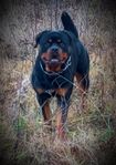 Rottweiler 1år hane