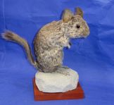 uppstoppad chinchilla domesticerad kranium 