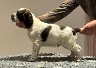 Engelsk springer spaniel, Pine-Ess kennel