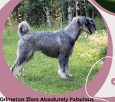 Schnauzervalpar