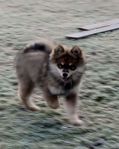 finsk lapphund tikvalp