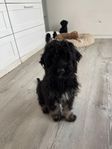 Bernedoodle Tiny tik 5 mån