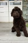 Multigeneration Labradoodle Medium 3 mån