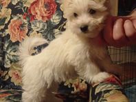 Coton de tulear valpar