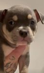 Äkta American Bully Valpar (pocket klass)