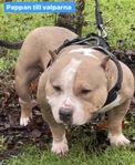 Äkta American Bully Valpar (pocket klass)