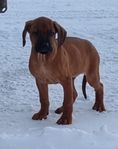 Rhodesian ridgeback valpar