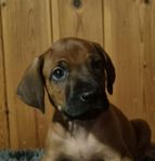 Rhodesian ridgeback valpar