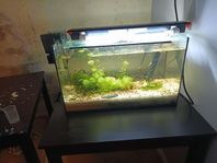 akvarium 65 liter med fisk och snäckor och växter