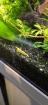 Neocaridina yellow stripe