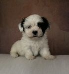 Maltishu tik valp (shih tzu / malteser mix)